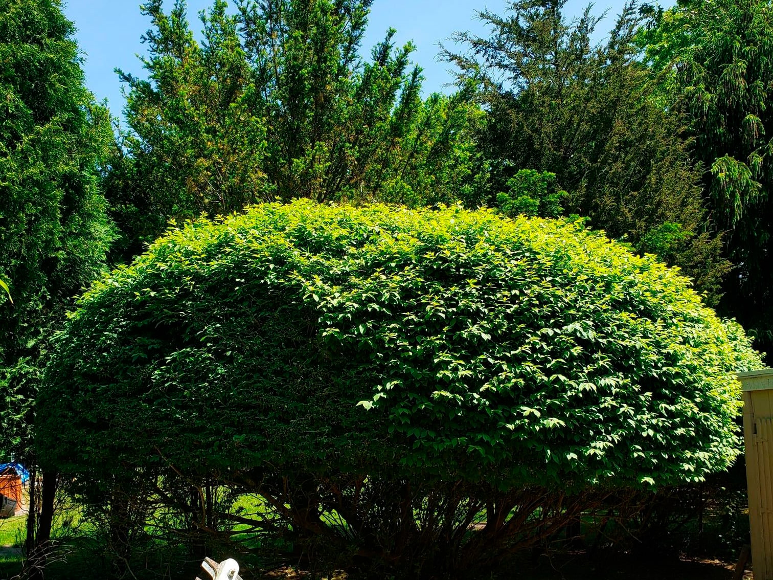 GENERAL LANDSCAPING